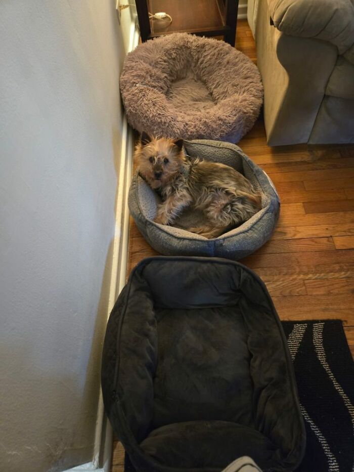 Neglected Yorkie lying in a small bed among three dog beds in a narrow hallway, scruffy but calm Neglected Yorkie lying in a small bed among three dog beds in a narrow hallway, scruffy but calm