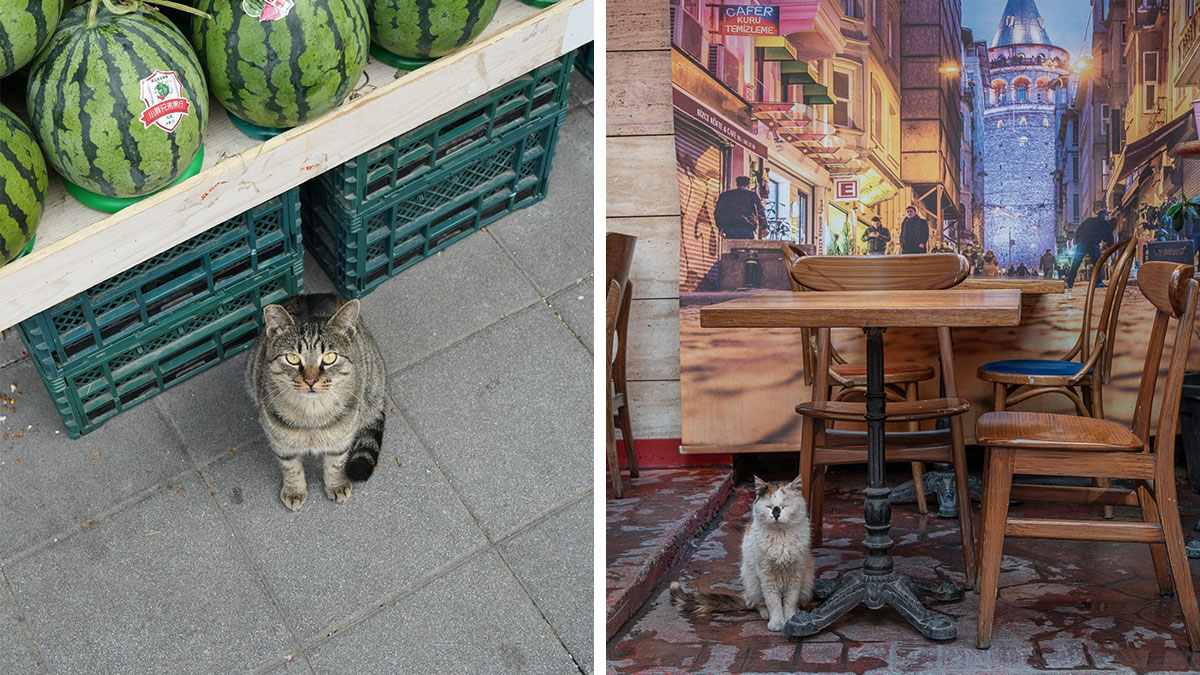 Tabby cat sitting on city sidewalk near watermelons and a white cat under a wooden table in Istanbul street scene.