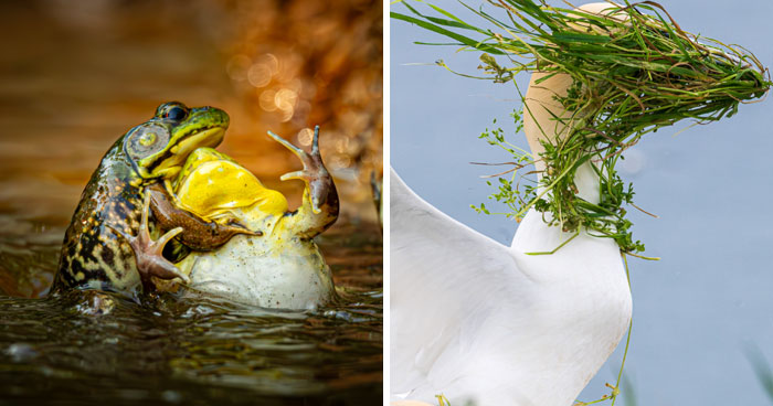 The Nikon Comedy Wildlife Awards Strikes Again With The Most Amazing Photos