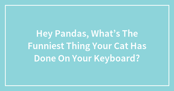 Hey Pandas, What’s The Funniest Thing Your Cat Has Done On Your Keyboard? (Closed)