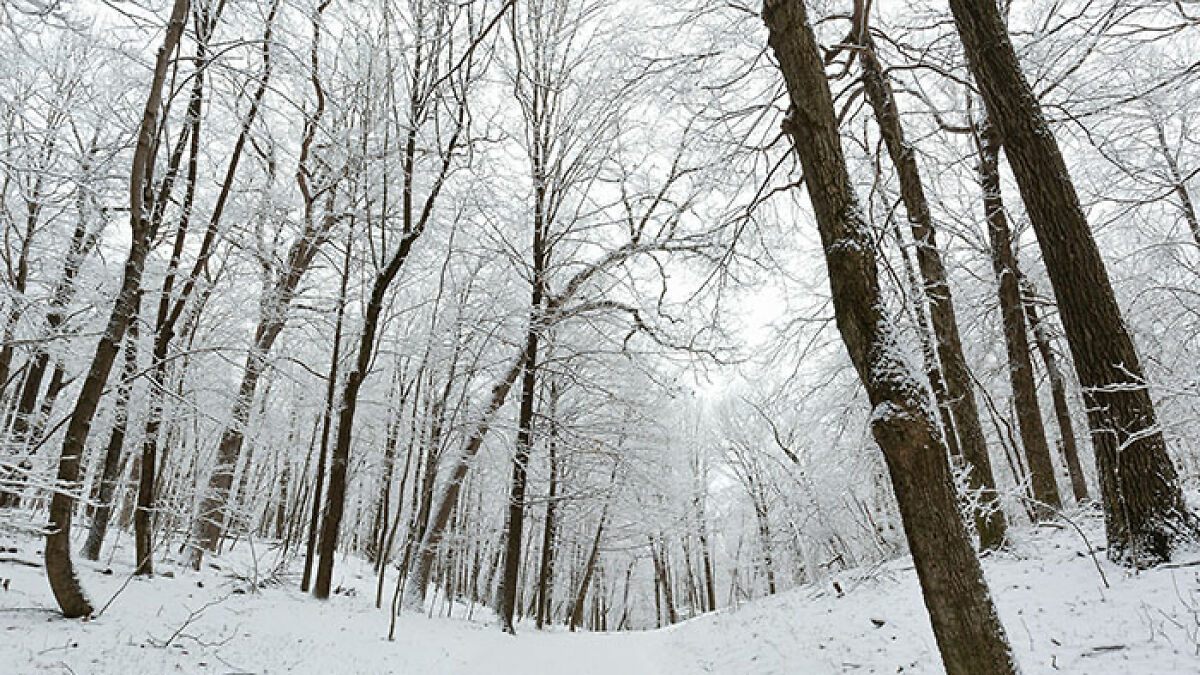 Snow-covered forest with bare trees in winter, illustrating a cold environment related to 16YO dad and newborn baby story.