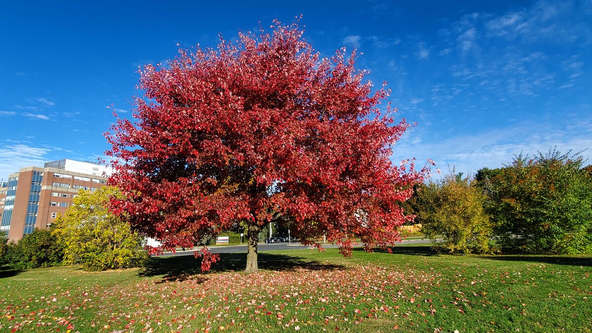 Tree with vibrant autumn leaves in a green park area under a bright blue sky on a clear sunny day