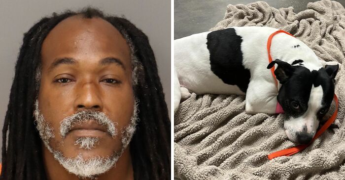 “Steak For Life”: Pit Bull Thrown Off Balcony While Protecting 15YO Girl From Alleged Attacker