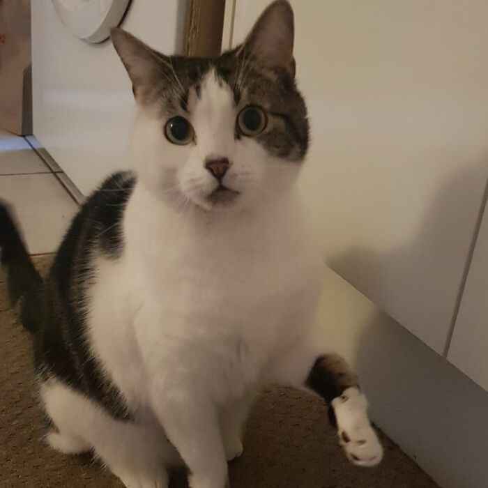 Hey Pandas, Show Me Your Beloved Pets