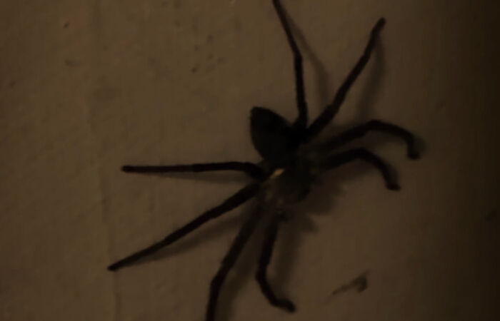 My Little Spider Story: Confirm Addresses Before Entering