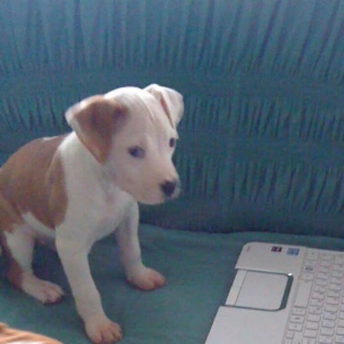 Everything I Know About Love, I Learned From My Dog (35 Pics)