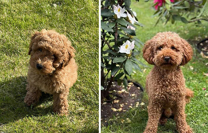 Hey Pandas, Show Us The First And Latest Photo Of Your Pet