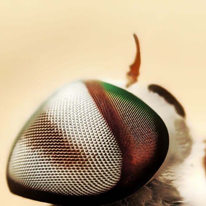 12 Stunning Macro Photos I Took With Oneplus 13r