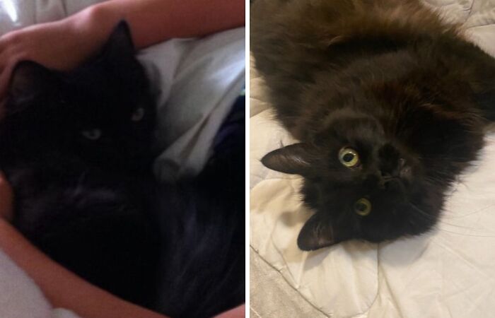 Hey Pandas, Show Us The First And Latest Photo Of Your Pet