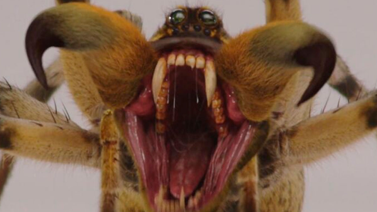 Close-up of a creepy spider with sharp fangs, hairy legs, and an open mouth, evoking nightmare-inducing commercial imagery.