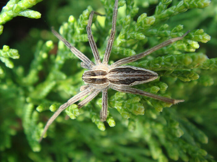 Close-up of a creepy spider with striped patterns resting on green foliage in a natural outdoor setting.