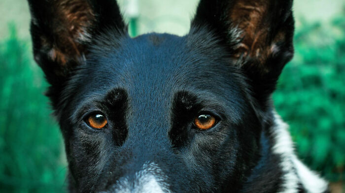 Close-up of a black and white dog's intense amber eyes, capturing a mysterious creepy thing in home stories ambiance.