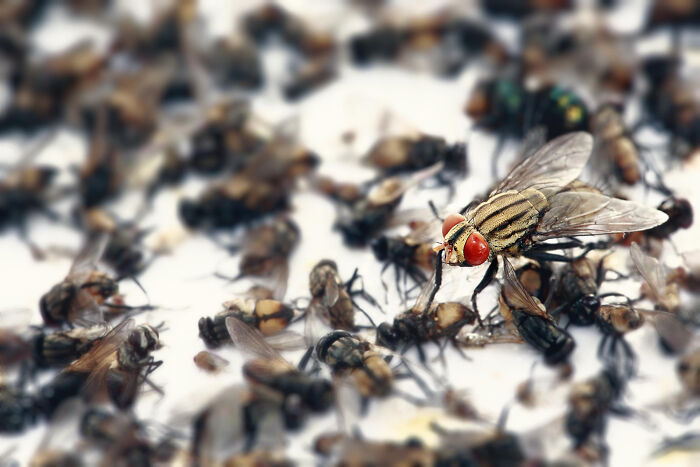 Close-up of a creepy thing home with a swarm of flies clustered on a surface, highlighting the unsettling insect gathering.