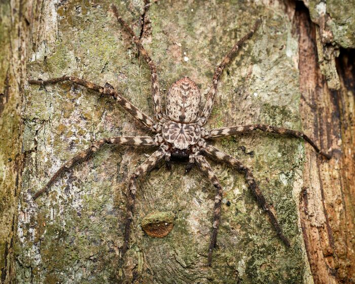 Camouflaged spider with long legs blending into tree bark for creepy thing home stories concept.