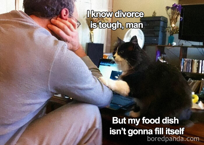 Black and white cat comforting a man with funny and adorable animal memes that fight sadness and boredom efficiently
