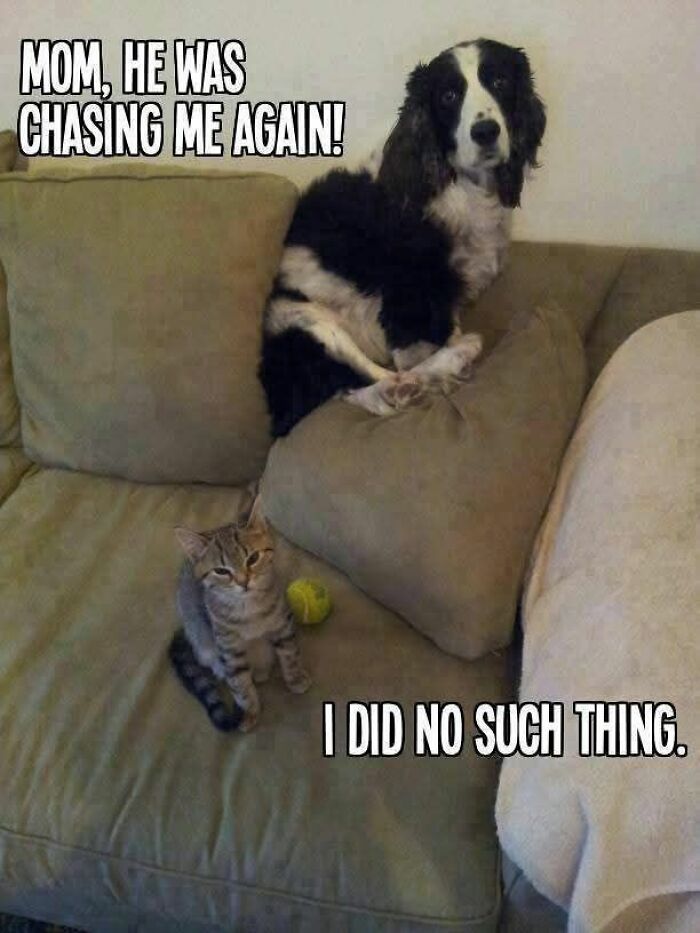 Funny and adorable animal memes featuring a dog and cat acting guilty and playful on a couch with playful text.