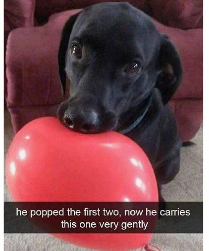 Black dog gently holding a heart-shaped balloon, a funny and adorable animal meme that fights sadness and boredom.