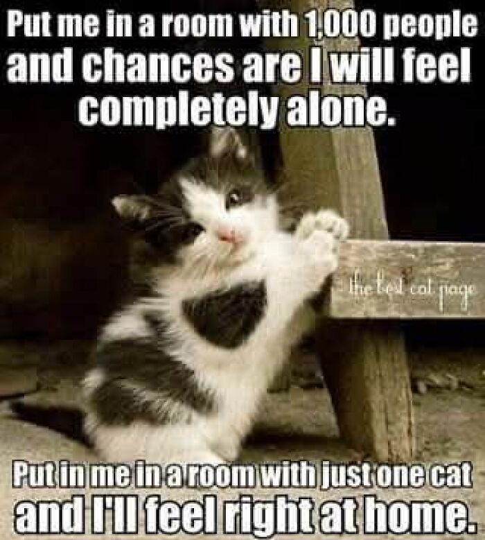 Adorable black and white kitten clinging to wooden furniture, a funny animal meme that fights sadness and boredom effectively.