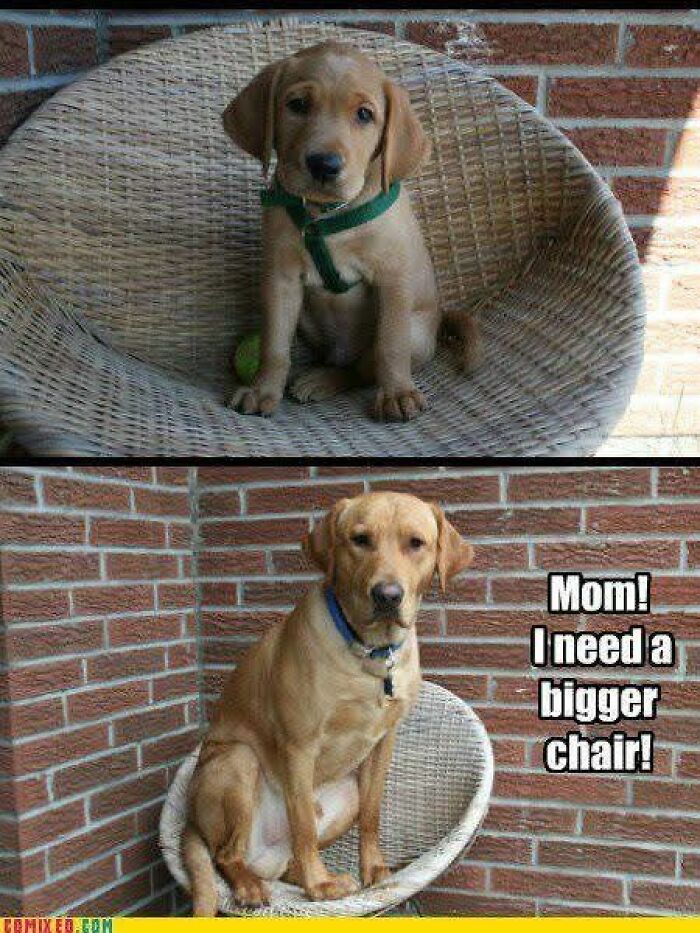 Puppy and adult dog in a wicker chair meme showing funny and adorable animal memes that fight sadness and boredom.