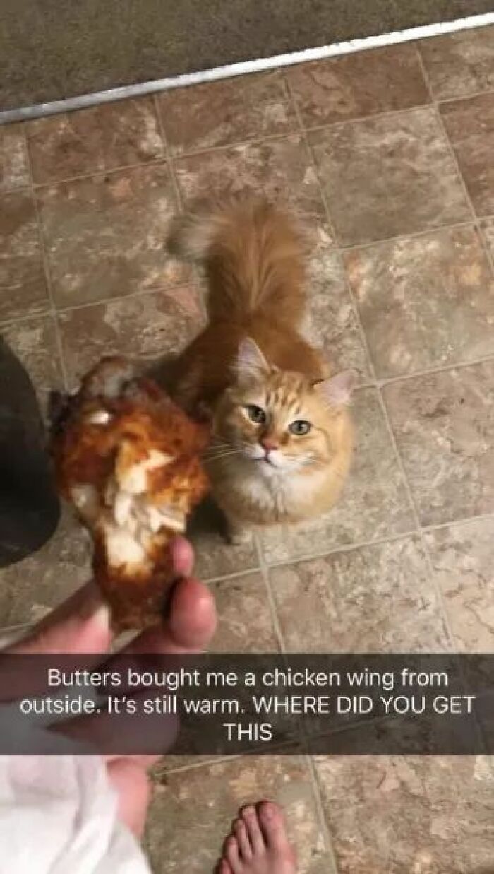 Fluffy orange cat looking up at a person holding a chicken wing in a kitchen, a funny and adorable animal meme.