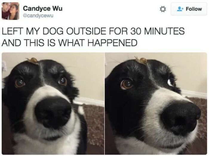 Black and white dog with a small snail on its head, featured in funny and adorable animal memes to fight boredom.
