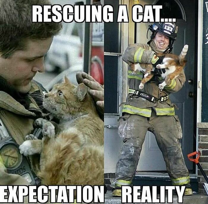 Firefighter rescuing a cat in a humorous animal meme showing expectation versus reality with funny and adorable animal memes.