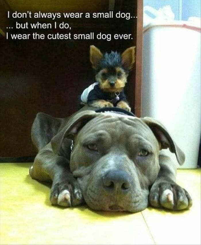 Small dog sitting on large dog’s back with funny caption in an adorable animal meme fighting sadness and boredom.