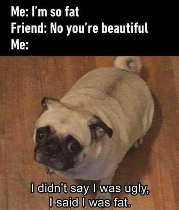 Adorable animal meme featuring a pug humorously addressing body image, part of funny animal memes collection.