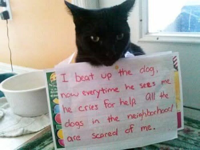 Black cat holding sign with funny message, part of funny and adorable animal memes to fight sadness and boredom.
