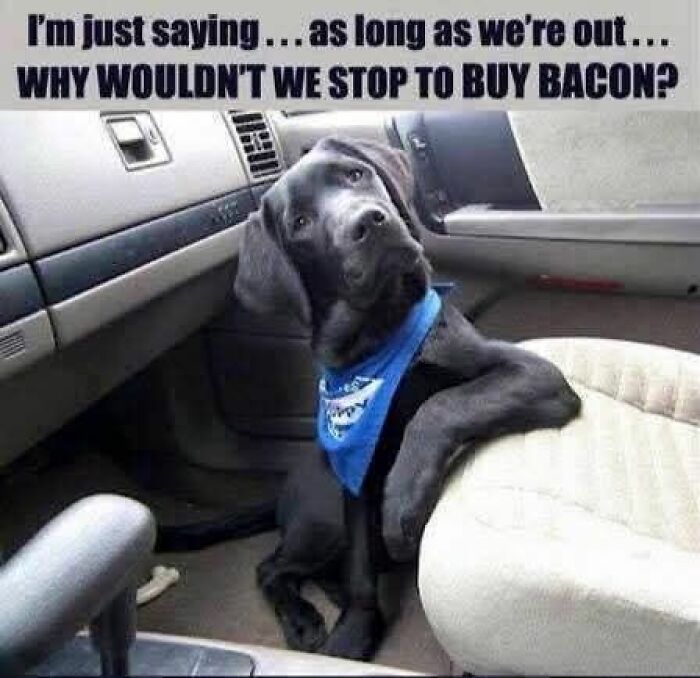 Black dog wearing a blue bandana sitting in a car with a funny caption about stopping to buy bacon, adorable animal meme.