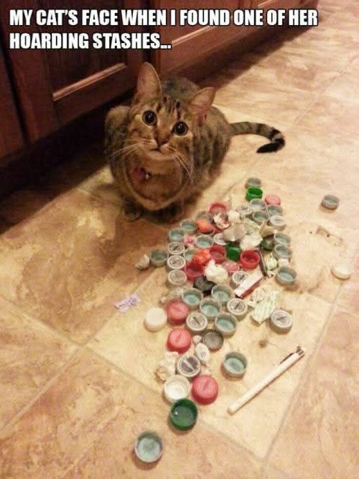 Cat looking surprised next to a pile of bottle caps, a funny and adorable animal meme fighting sadness and boredom.