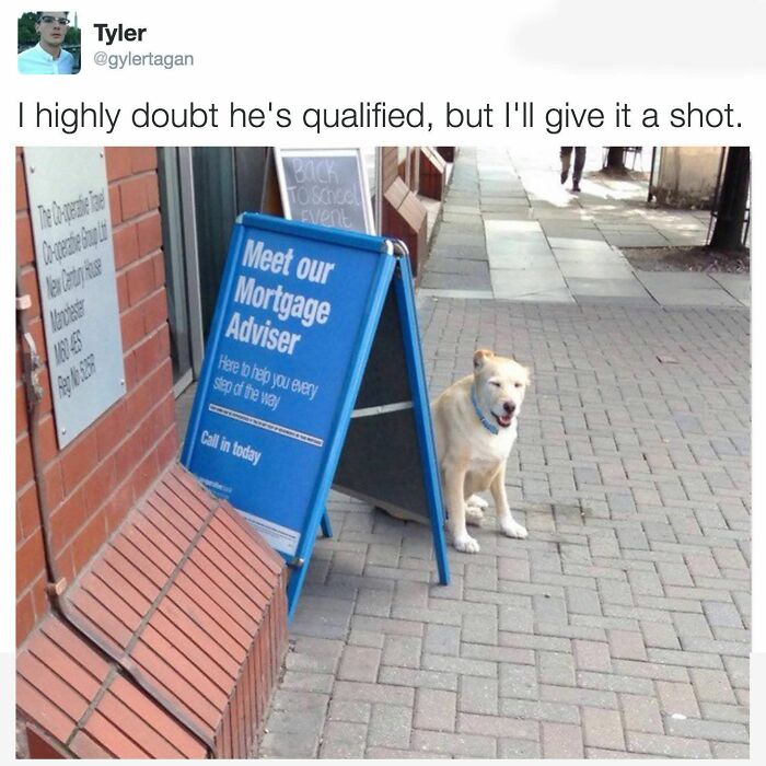 Funny and adorable animal meme showing a dog next to a mortgage adviser sign, humorously suggesting the dog is the adviser.