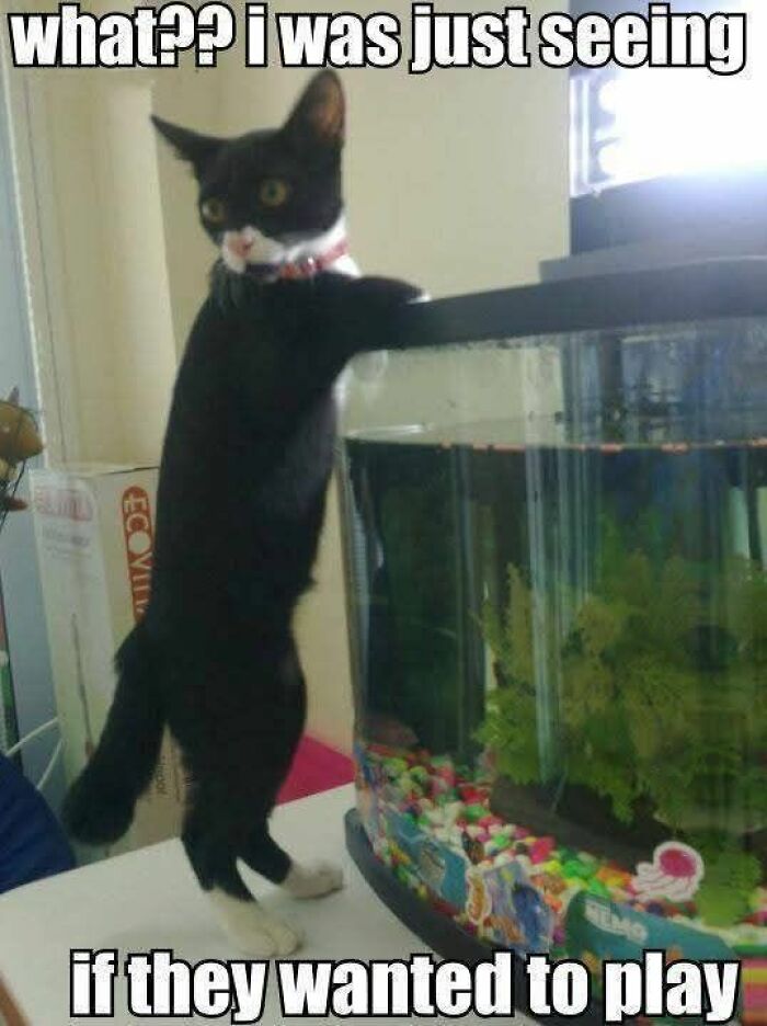 Black and white cat standing on hind legs beside fish tank, a funny animal meme to fight sadness and boredom.