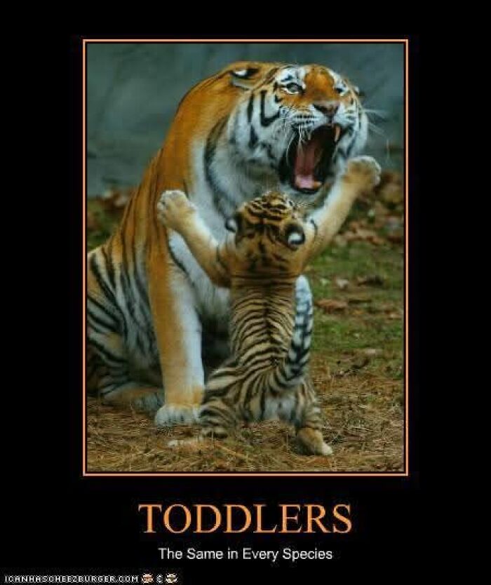 Funny and adorable animal meme showing a tiger and its cub with text about toddlers in every species.