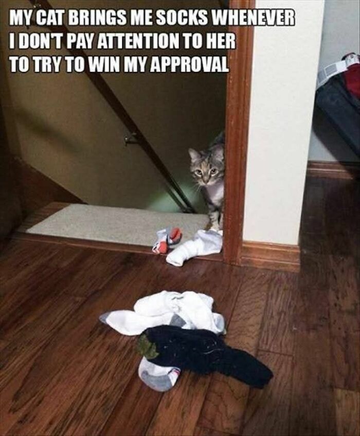 Cat peeking from a doorway with socks on the floor, a funny and adorable animal meme fighting sadness and boredom.