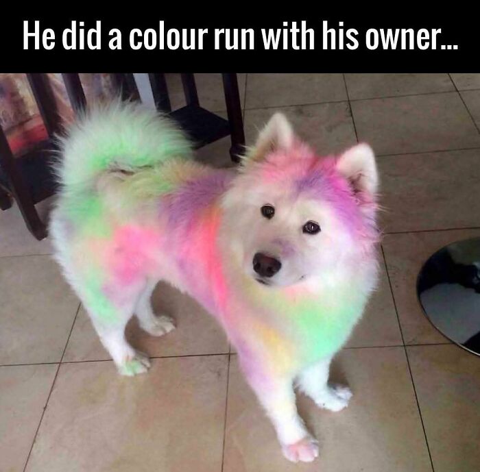 White fluffy dog covered in colorful powder after a color run, a funny and adorable animal meme brightening the mood.