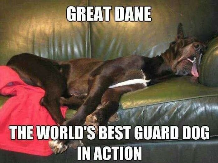 Great Dane sleeping on green couch in a funny animal meme showcasing adorable pets fighting sadness and boredom.