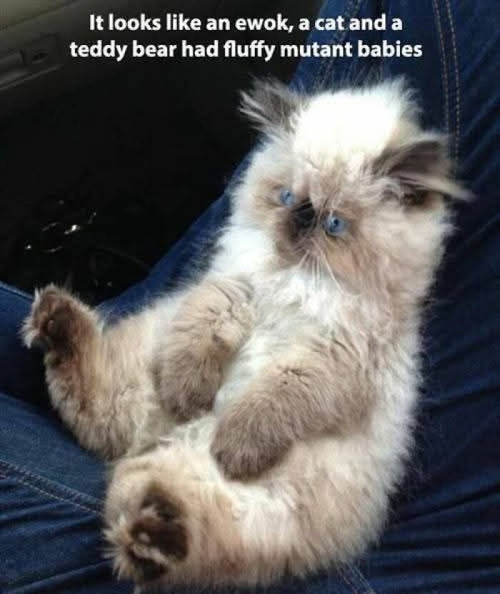 Fluffy cat with a unique appearance resembling an ewok and teddy bear in funny and adorable animal memes.