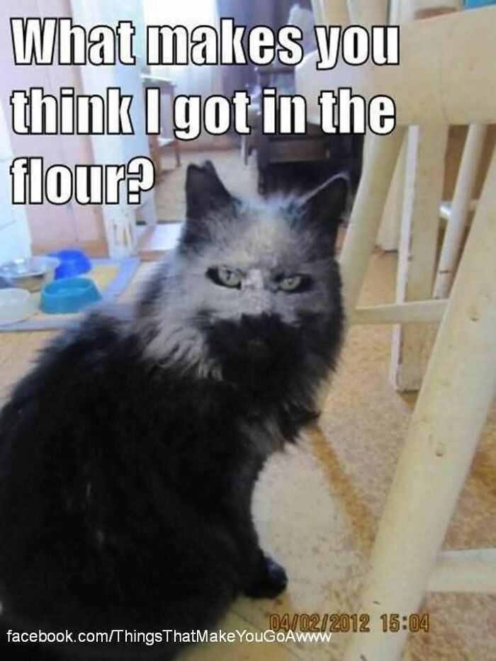 Flour-covered cat looking guilty in a kitchen setting, a funny and adorable animal meme fighting boredom.
