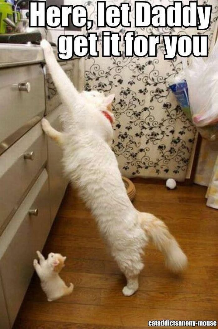 White cat stretching to reach kitchen drawer with kitten below, showcasing funny and adorable animal memes content.