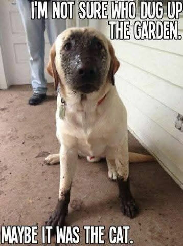 Funny and adorable animal meme showing a muddy dog with a caption about digging up the garden and blaming the cat.