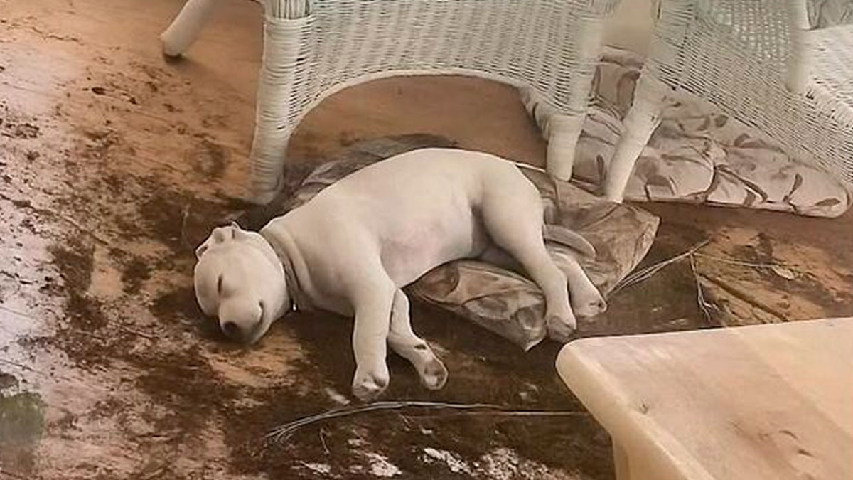 Sleeping puppy lying on a muddy floor under wicker chairs, showcasing funny and adorable animal memes charm.