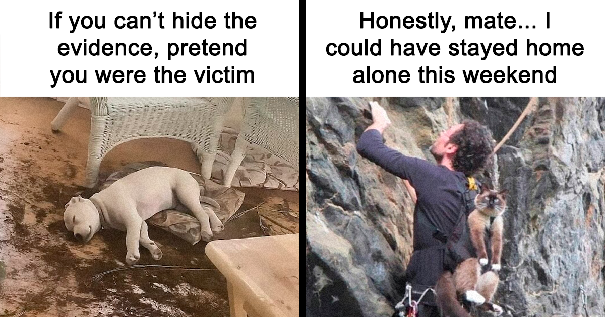 89 Funny And Adorable Animal Memes That Are Pure Internet Joy - Bored Panda