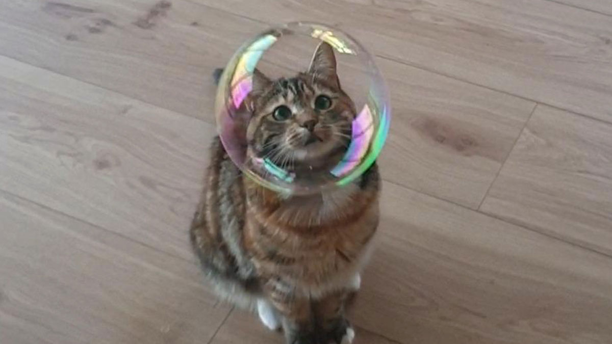Cat looking purely happy with a large bubble around its head on a wooden floor indoors.