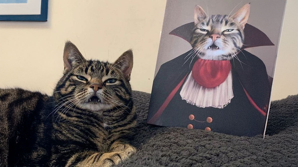Tabby cat with a funny expression lying next to a portrait showing the cat dressed as a vampire in a humorous cat photo.
