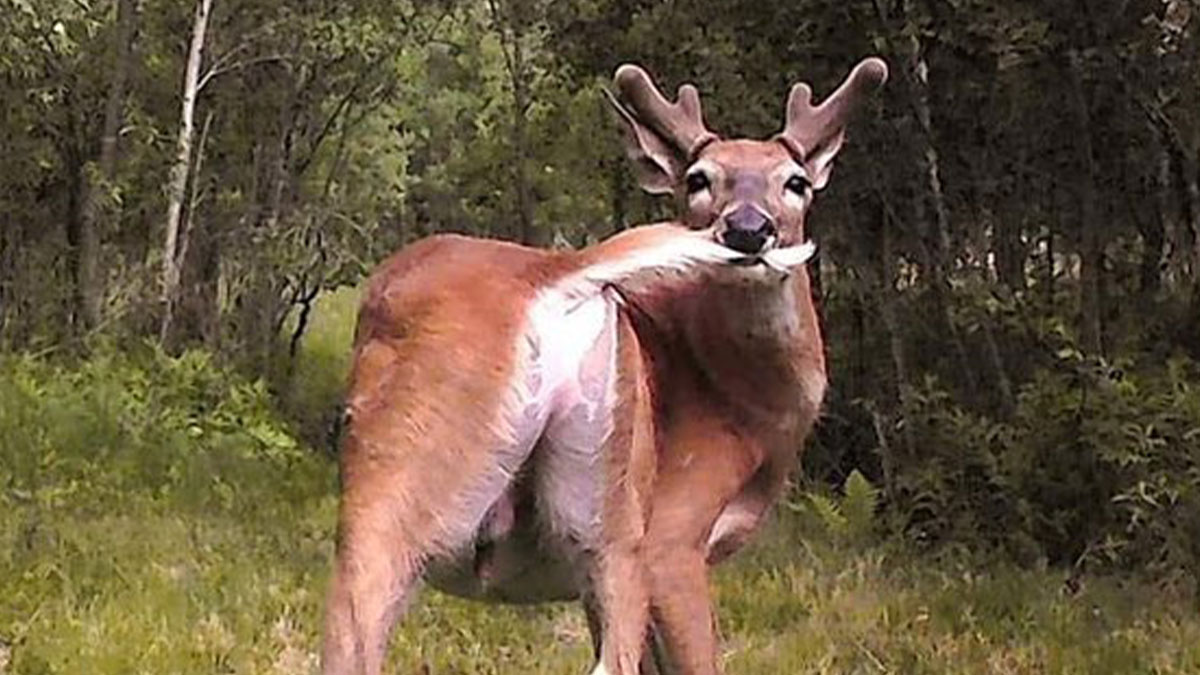 Wild animal caught being funny, a deer biting its own tail in a forest setting without realizing it is recorded.