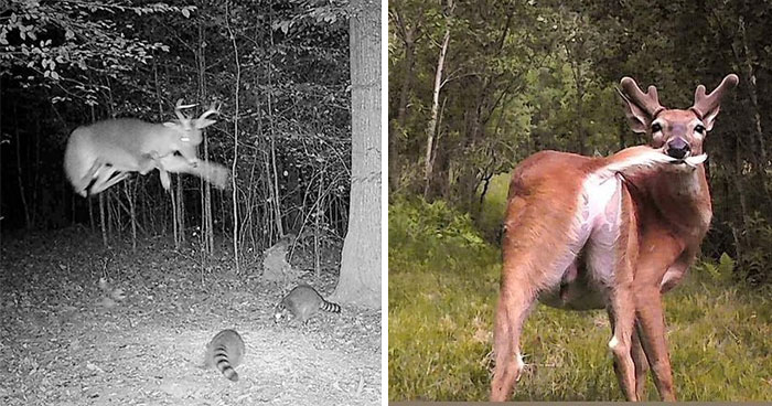51 Wild Animals Captured Being Funny When They Didn’t Know They Were Being Recorded