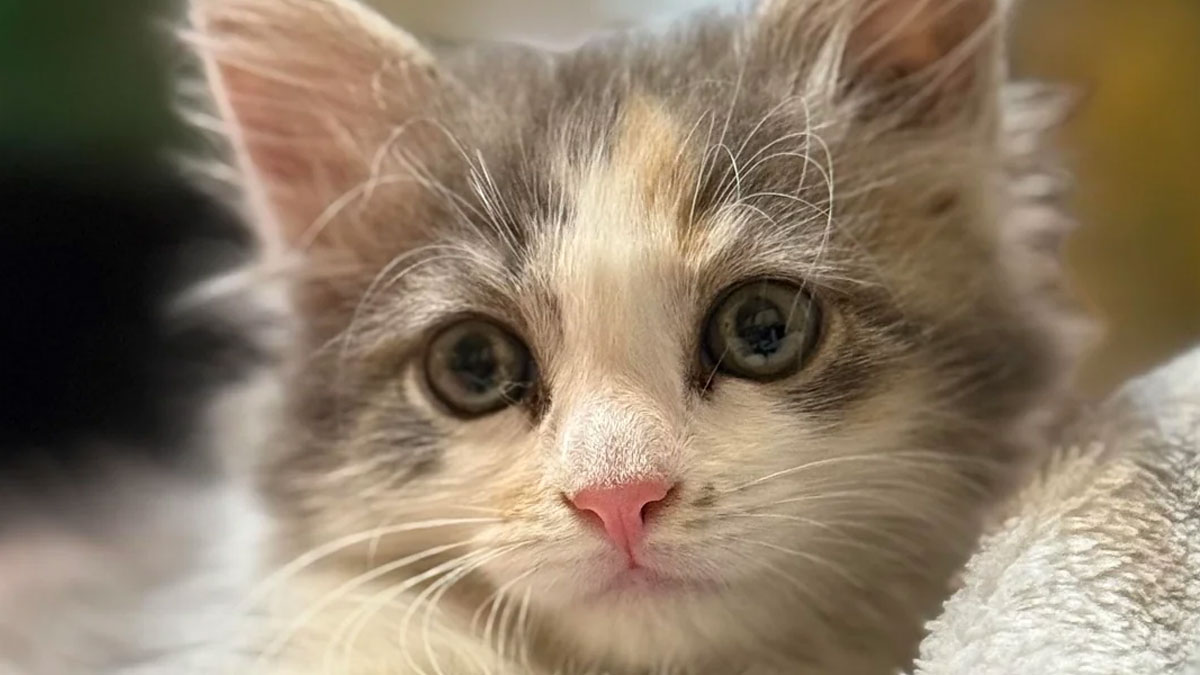 Close-up of an adorable adopted kitten with big eyes, capturing the soul-soothing warmth of adopted pets.