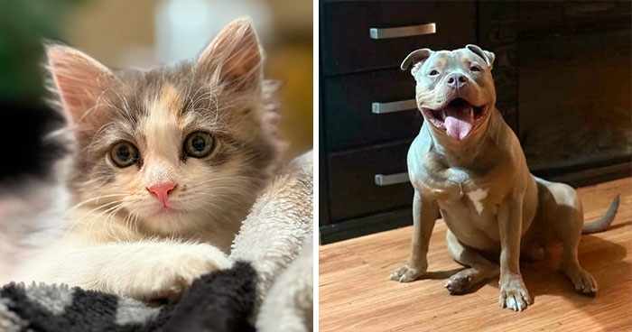 50 Newly Adopted Pets Who Brought Happiness And Warmth To People's Homes In October