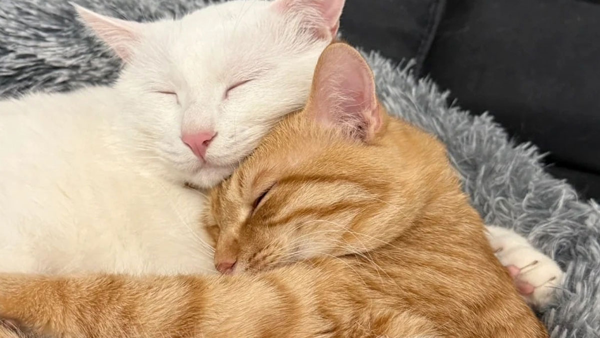 Two cats on cats cuddling and sleeping peacefully on a soft textured blanket, showing affection and warmth.